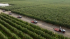 A Shift in the Fields: Labor Shortages Push Global Growers Toward Automation