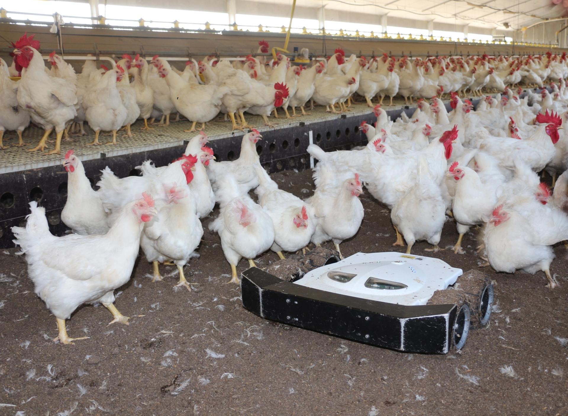 Robotics addresses poultry production issues | GOFAR