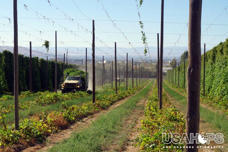 Washington Hop Growers Face Oversupply, Drought and Labor Challenges