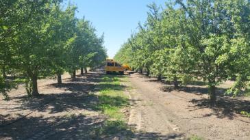 Almond Board calls for robot companies addressing the needs of perennial crop growers