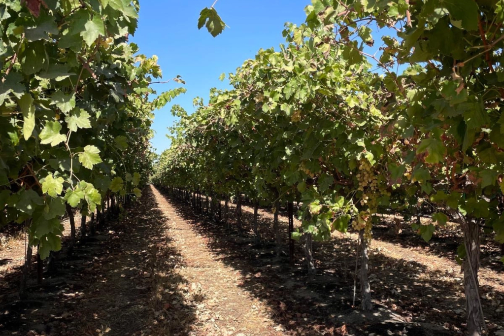 From Beta-testing to Integration: How Viticulture is Adopting Robotics