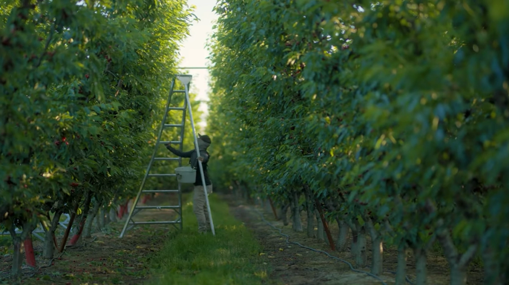 Washington Tree Fruit Growers Discuss AgTech Solutions