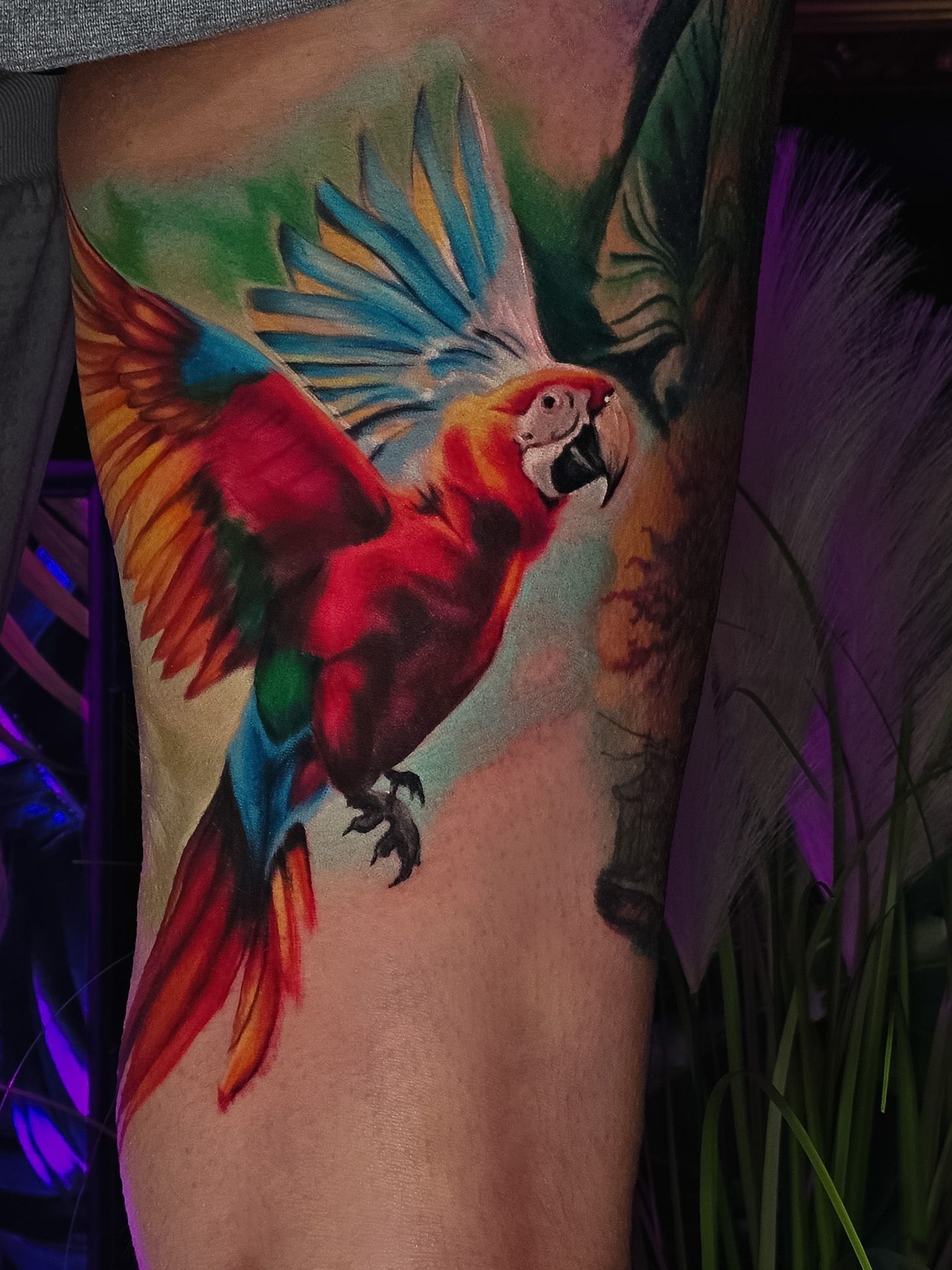 Bold colour scarlet macaw tattoo, by Thomas Palaniuk, Aloha Tattoo Studio Gloucester