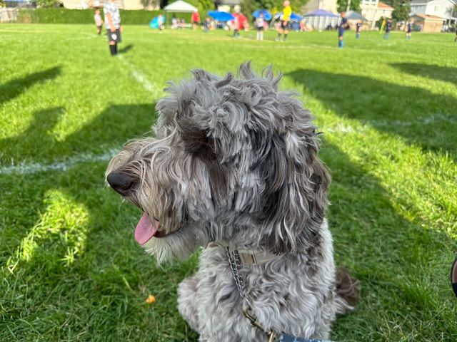 Our Silly Doodle Ezzy.  