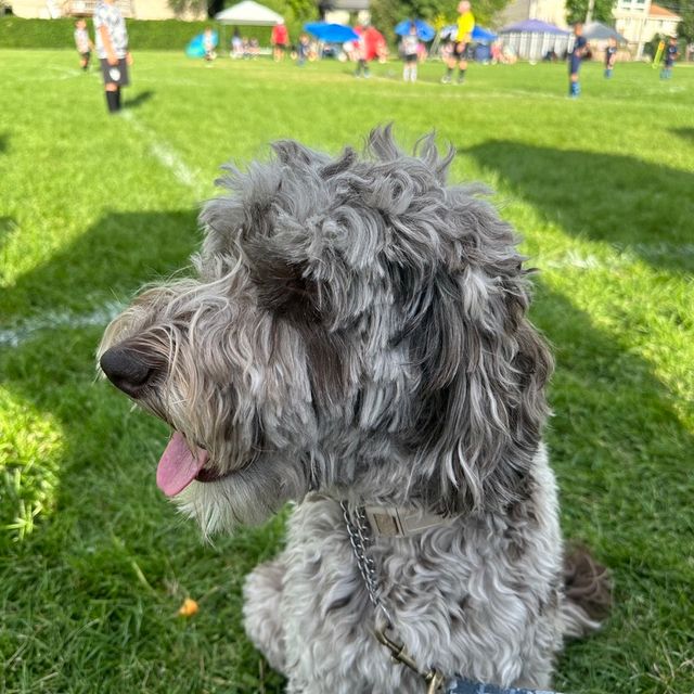 Our Silly Doodle Ezzy.