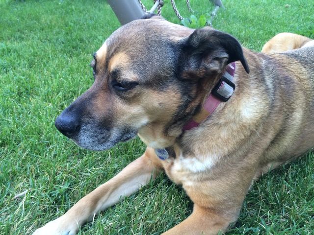 Our sweet pup Sierra  (2005-2017)