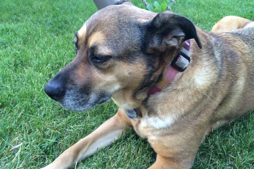 Our sweet pup Sierra (2005-2017)