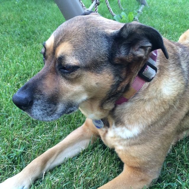 Our sweet pup Sierra (2005-2017)