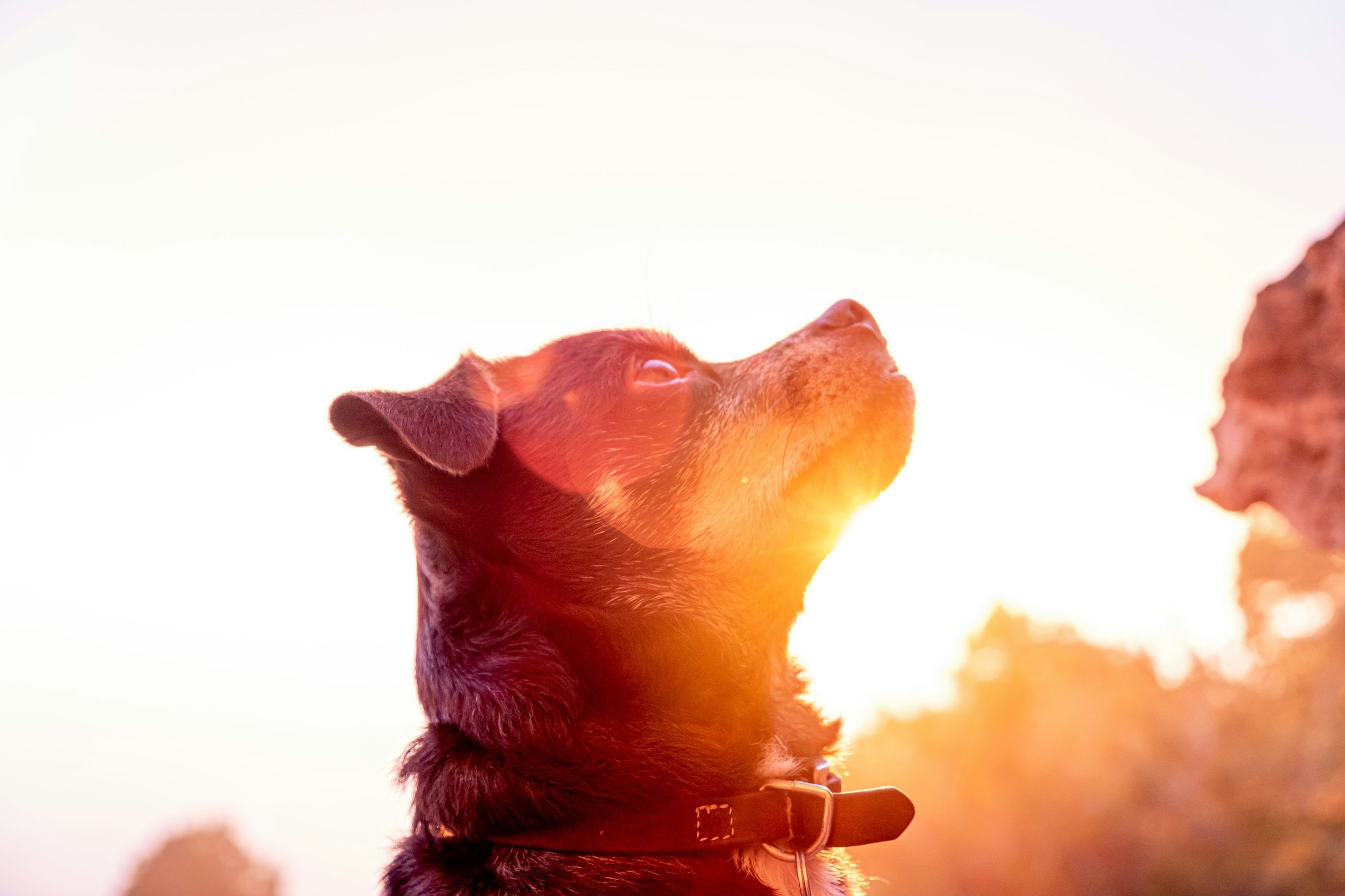 A dog wearing a collar gazes upward in golden sunlight outdoors, symbolizing presence and contentment.
