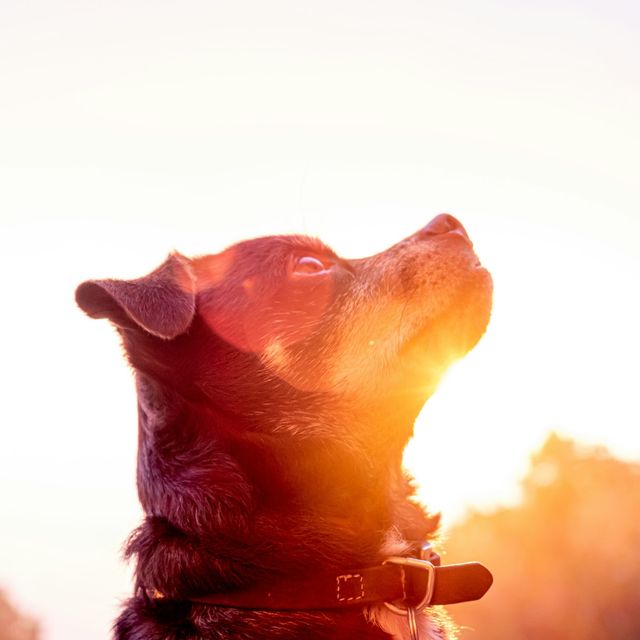 A dog wearing a collar gazes upward in golden sunlight outdoors, symbolizing presence and contentment.