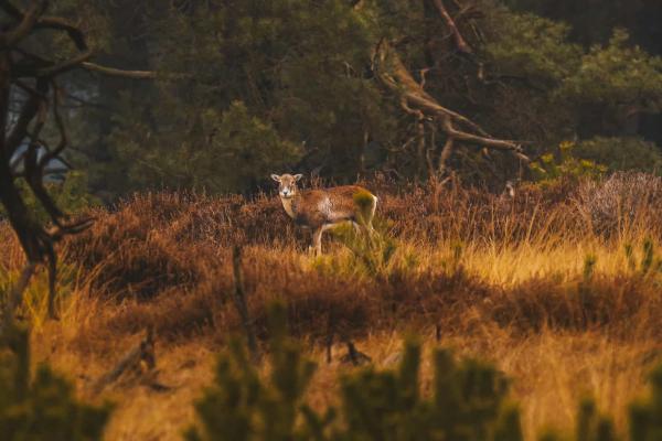 A deer on the wild plains of the Veluwe in the Netherlands