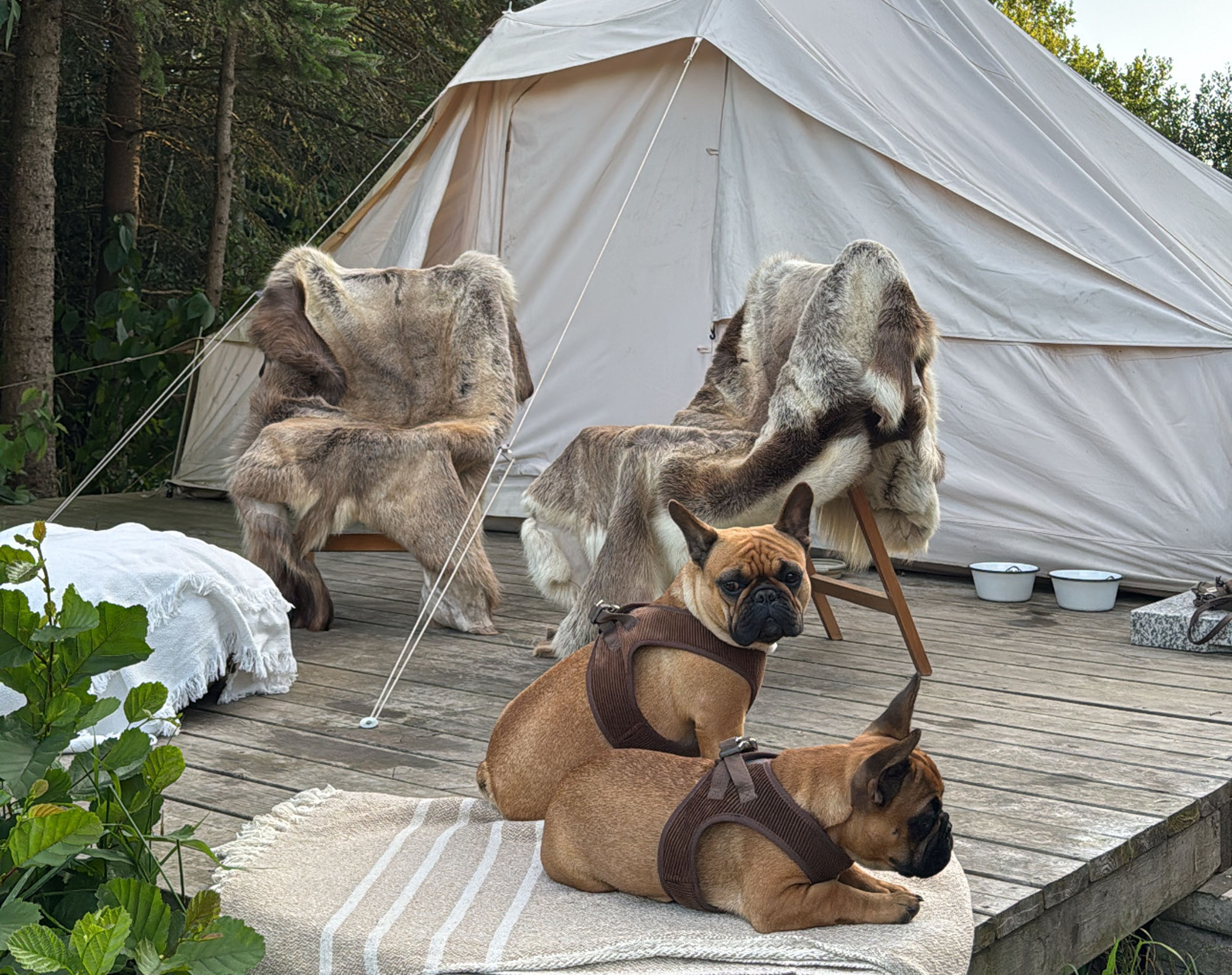 Overnatning med hund i Danmark