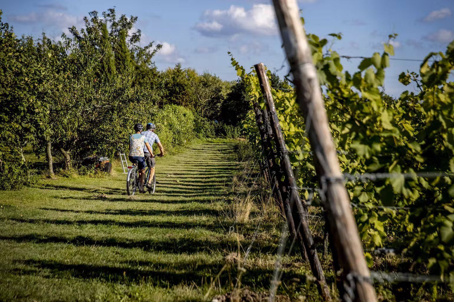 Overnat på de danske vingeårde