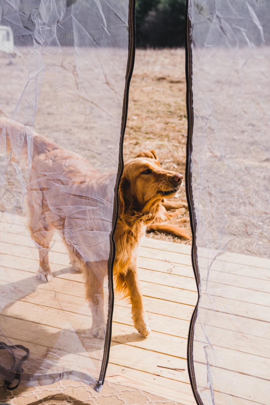 Hund på vei inn i et glamping telt