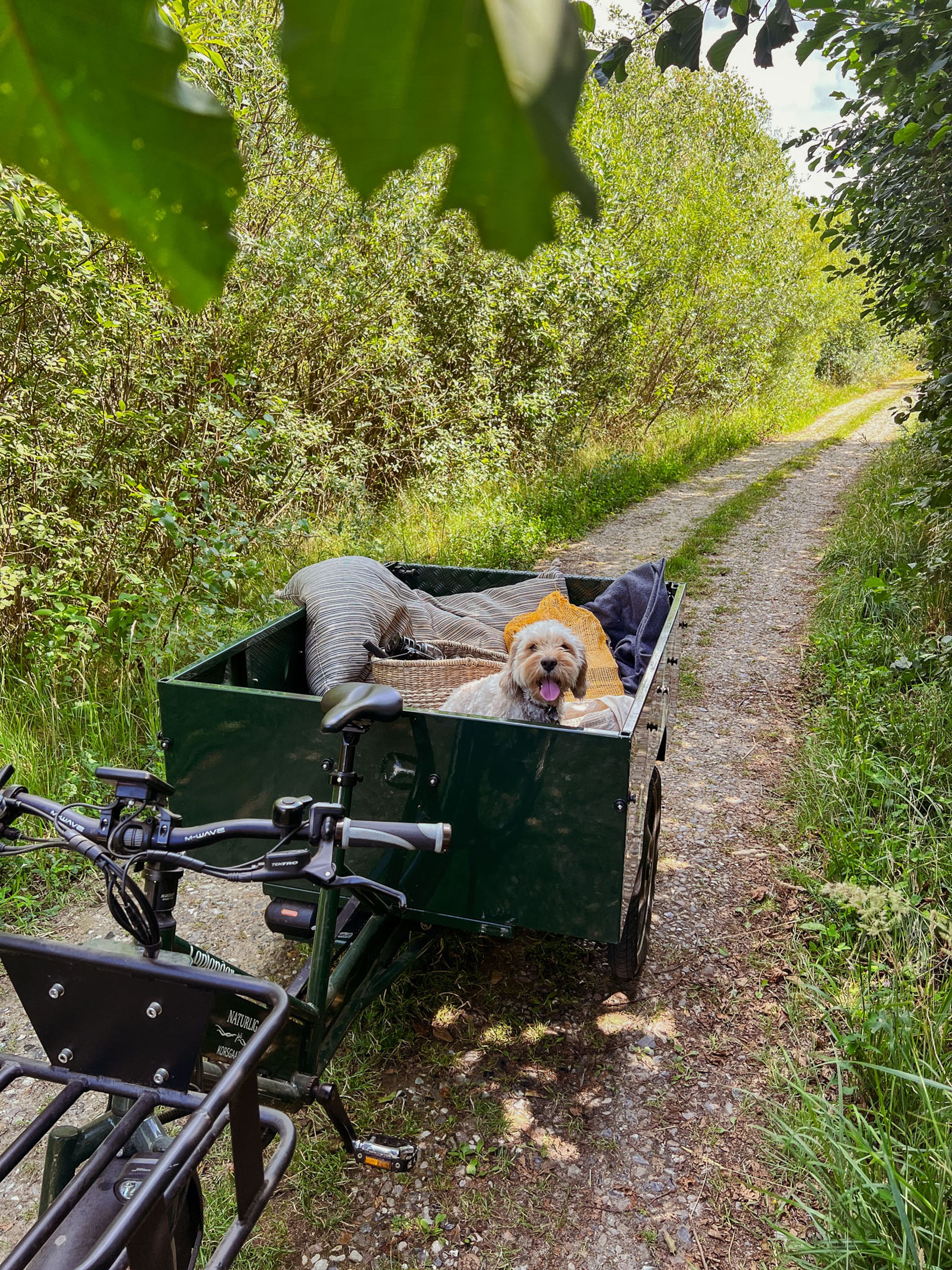 Hund i vogn, klar til overnatning
