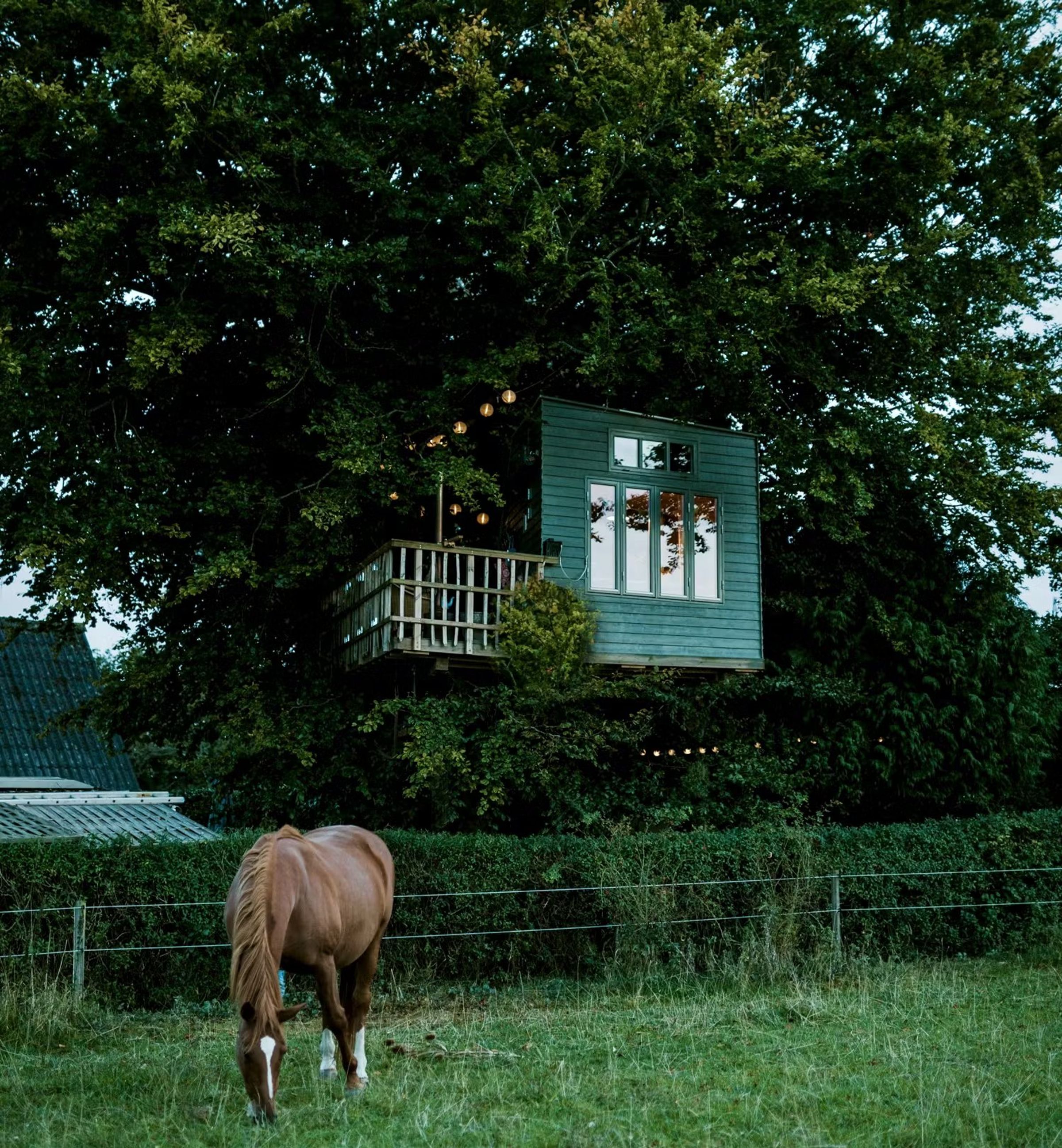 Tretopphytter i Danmark