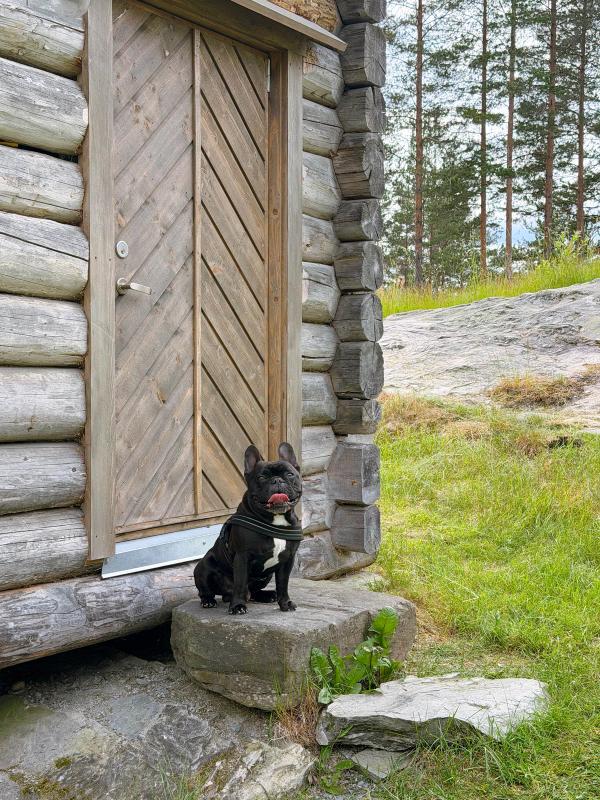 En glad hund