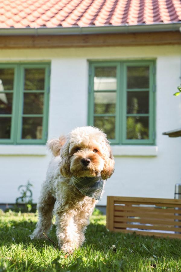 Ta med din hund
