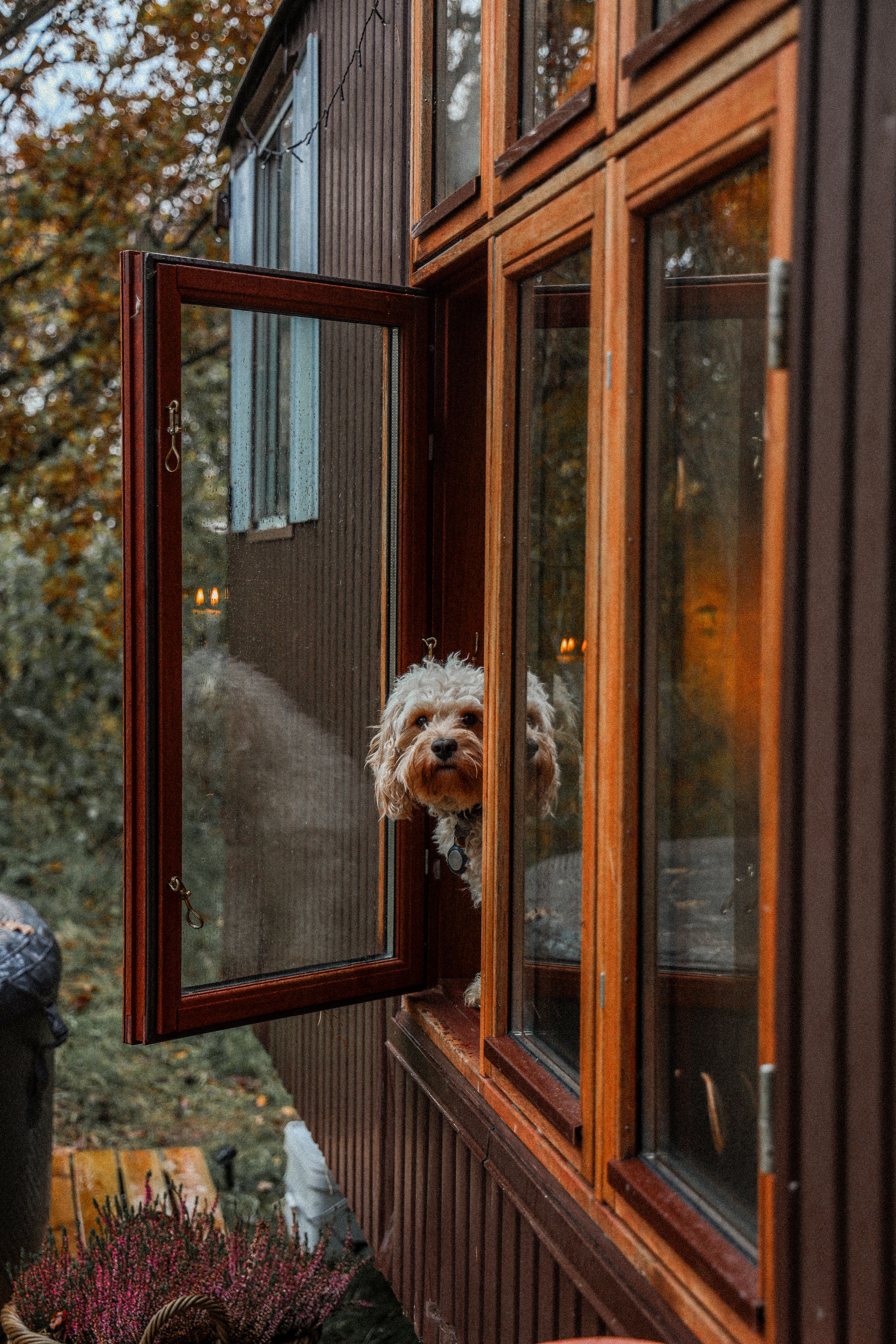 Juleaften med hund i naturen