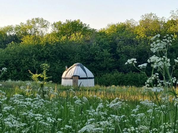 Camping yurt in the middle of a field