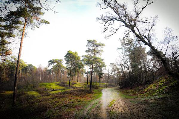 Een pad naar een camping in Limburg