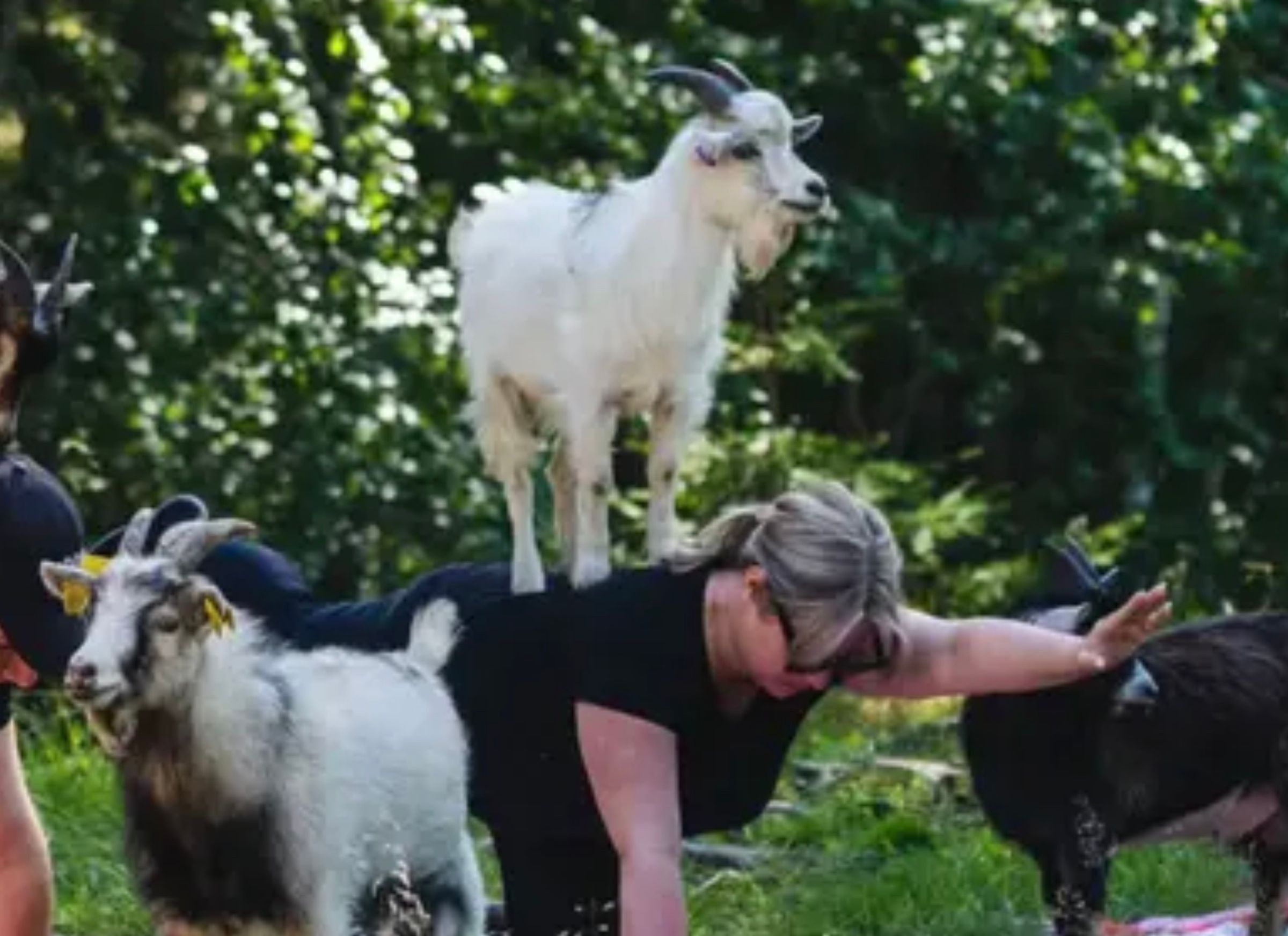 6 yoga retreats værd at kende -  Yoga med geder