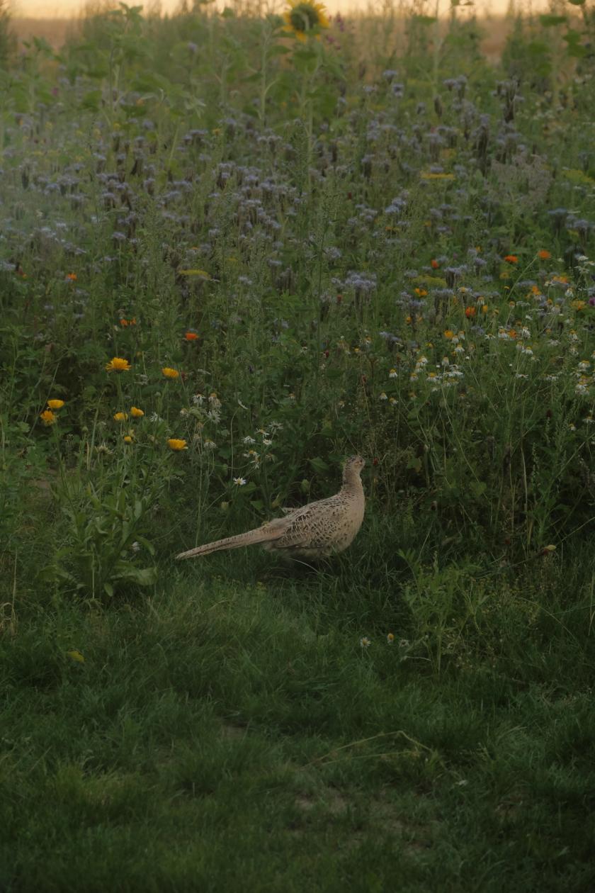 Surrounded by flowers and wildlife