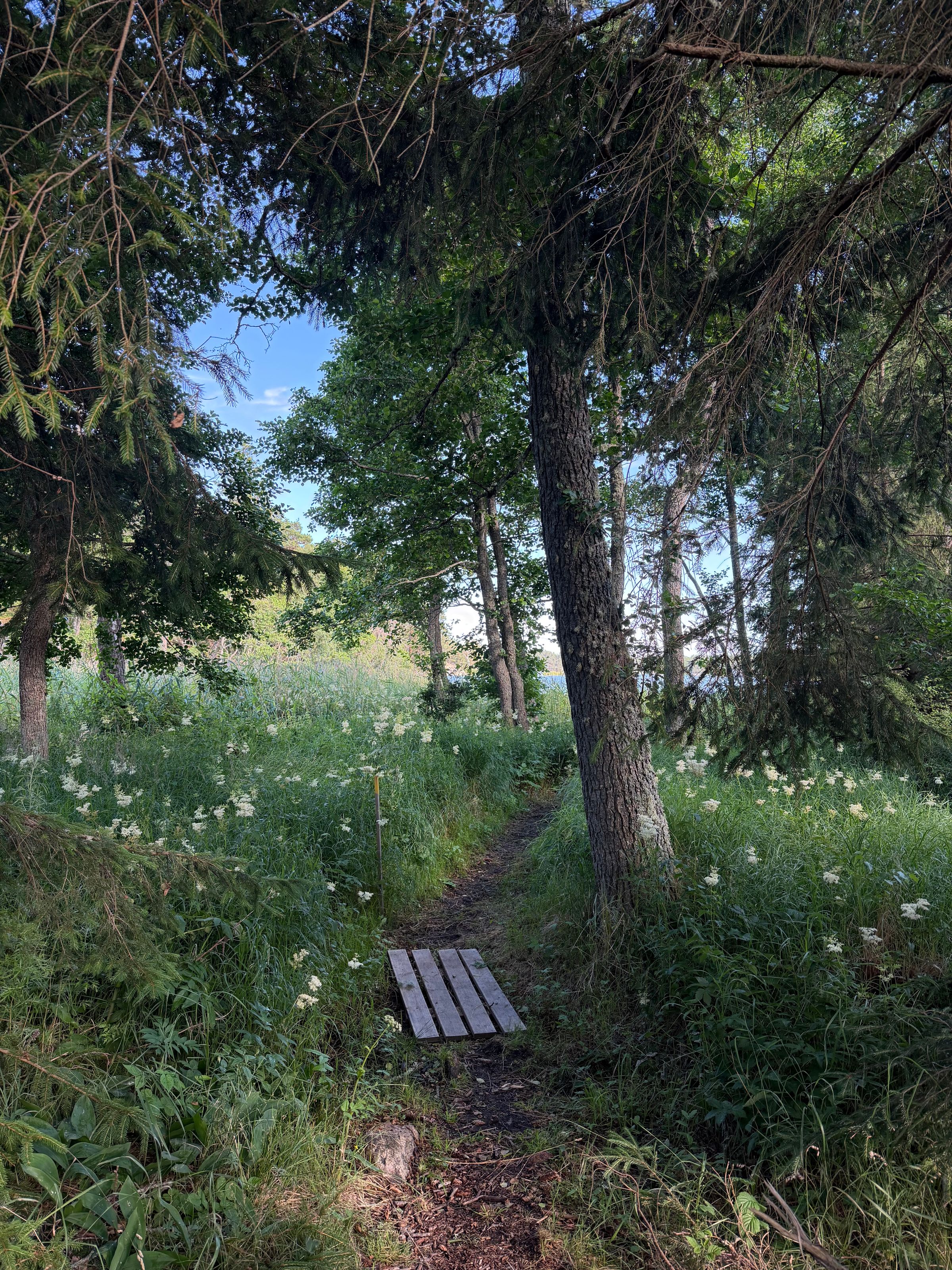 Sommarkväll i naturen