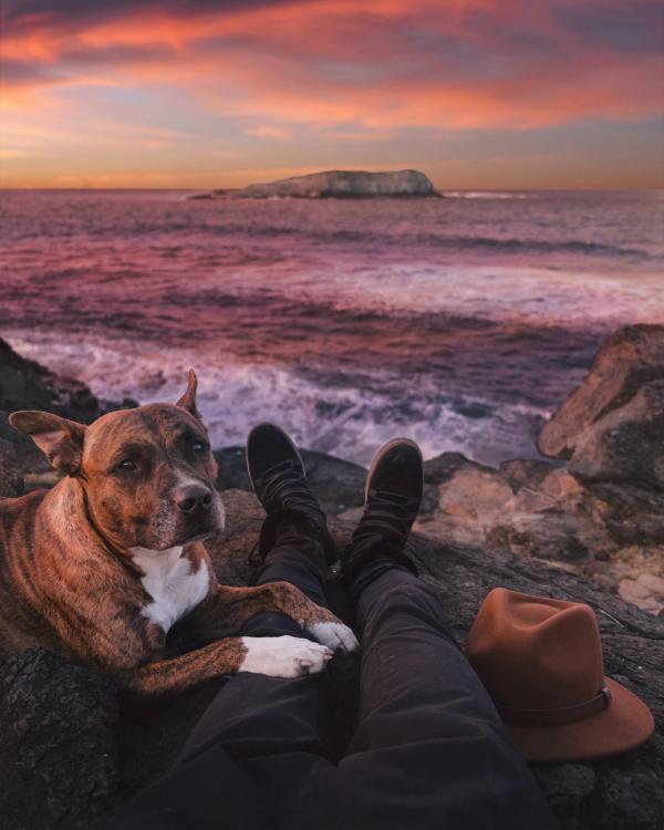 Mann og hund på klippe ved havet