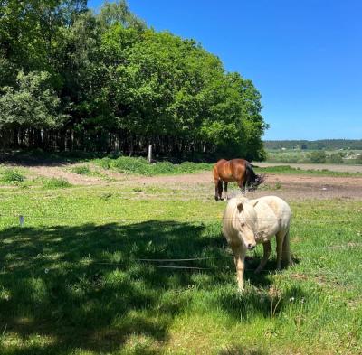 Horses nearby