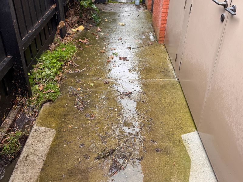 Concrete side path under green algae and leaf litter, with a pale cleaned section at the edge