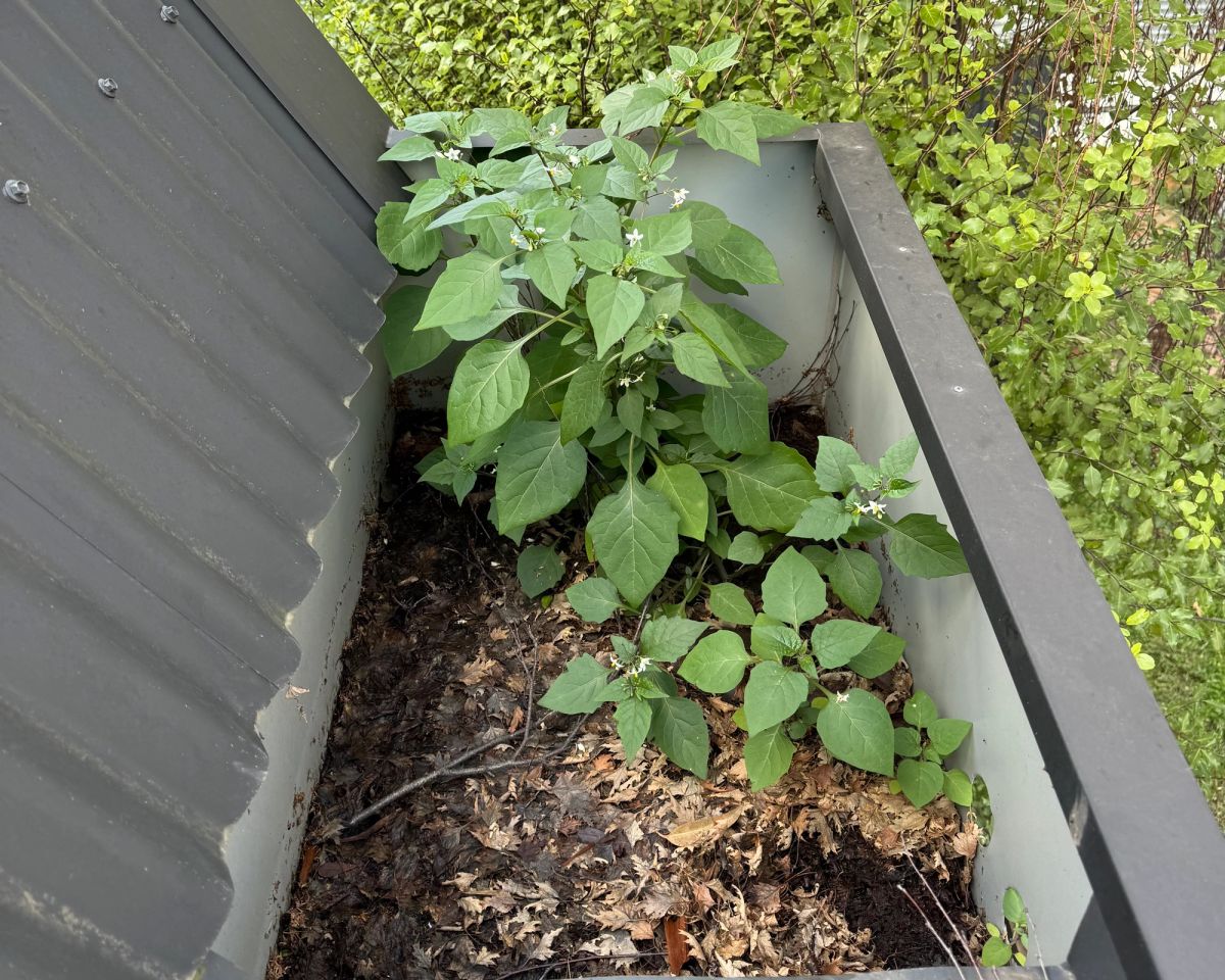 Compacted mat of leaves and twigs in a Colorbond gutter on a double-storey Barkly Street home