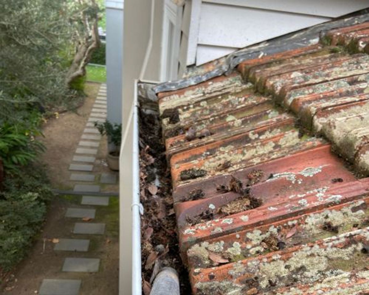 Gutter on a two-storey Elwood home filled with moss and lichen shed from the terracotta tile roof