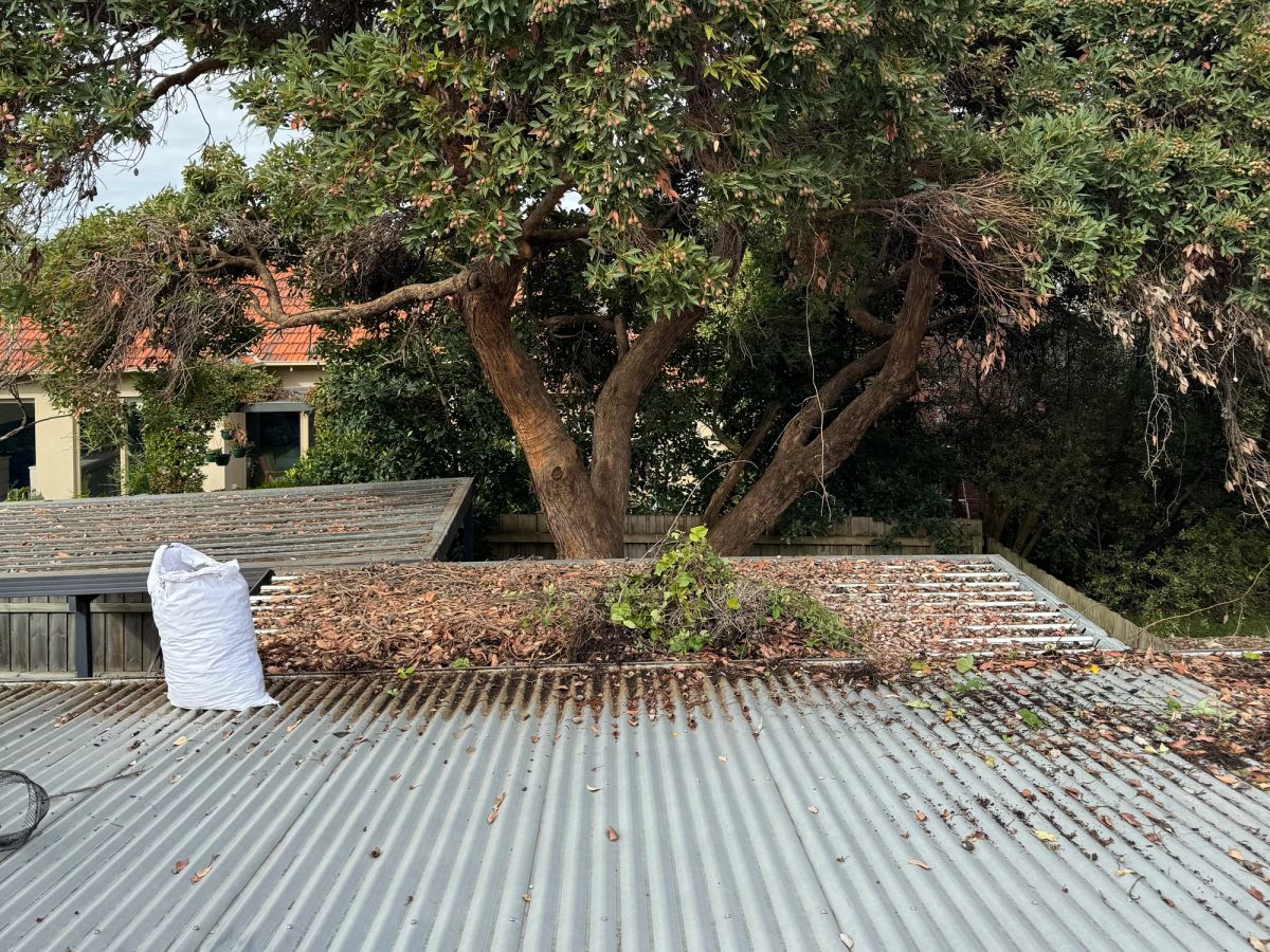 Roof on Melby Avenue, St Kilda East buried under years of leaf litter from the trees overhead