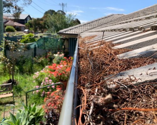 Gutter on a concrete tile roof filled level to the lip with matted pine needles and twigs