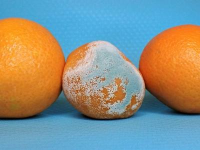 moldy oranges representing mold toxicity in humans​​​​‌﻿‍﻿​‍​‍‌‍﻿﻿‌﻿​‍‌‍‍‌‌‍‌﻿‌‍‍‌‌‍﻿‍​‍​‍​﻿‍‍​‍​‍‌﻿​﻿‌‍​‌‌‍﻿‍‌‍‍‌‌﻿‌​‌﻿‍‌​‍﻿‍‌‍‍‌‌‍﻿﻿​‍​‍​‍﻿​​‍​‍‌‍‍​‌﻿​‍‌‍‌‌‌‍‌‍​‍​‍​﻿‍‍​‍​‍​‍﻿﻿‌﻿​﻿‌﻿‌​‌﻿‌‌‌‍‌​‌‍‍‌‌‍﻿﻿​‍﻿﻿‌‍‍‌‌‍﻿‍‌﻿‌​‌‍‌‌‌‍﻿‍‌﻿‌​​‍﻿﻿‌‍‌‌‌‍‌​‌‍‍‌‌﻿‌​​‍﻿﻿‌‍﻿‌‌‍﻿﻿‌‍‌​‌‍‌‌​﻿﻿‌‌﻿​​‌﻿​‍‌‍‌‌‌﻿​﻿‌‍‌‌‌‍﻿‍‌﻿‌​‌‍​‌‌﻿‌​‌‍‍‌‌‍﻿﻿‌‍﻿‍​﻿‍﻿‌‍‍‌‌‍‌​​﻿﻿‌​﻿​​​﻿​‌‌‍​‍‌‍‌‌‌‍​‌‌‍​﻿​﻿​​‌‍‌‌​‍﻿‌​﻿​​​﻿‌﻿​﻿‍‌‌‍​‍​‍﻿‌​﻿‌​​﻿‌​​﻿‌‍​﻿‍‌​‍﻿‌​﻿‍​​﻿‌‍​﻿​​‌‍​﻿​‍﻿‌​﻿​‌​﻿‌﻿​﻿​﻿‌‍​‍​﻿​‌‌‍​‌​﻿​‍​﻿​​‌‍​‍​﻿‌‍​﻿​​​﻿​‍​﻿‍﻿‌﻿‌​‌﻿‍‌‌﻿​​‌‍‌‌​﻿﻿‌‌‍‍​‌‍‌‌‌﻿​‍‌‍﻿﻿‌​​‍‌‍﻿​‌‍﻿﻿‌‍​﻿‌‍‍﻿​﻿‍﻿‌﻿​​‌‍​‌‌﻿‌​‌‍‍​​﻿﻿‌‌‍‍‌‌‍﻿‌‌‍​‌‌‍‌﻿‌‍‌‌​‍﻿‍‌‍​‌‌‍﻿​‌﻿‌​​﻿﻿﻿‌‍​‍‌‍​‌‌﻿​﻿‌‍‌‌‌‌‌‌‌﻿​‍‌‍﻿​​﻿﻿‌​‍‌‌​﻿​‍‌​‌‍‌﻿​﻿‌﻿‌​‌﻿‌‌‌‍‌​‌‍‍‌‌‍﻿﻿​‍‌‍‌‍‍‌‌‍‌​​﻿﻿‌​﻿​​​﻿​‌‌‍​‍‌‍‌‌‌‍​‌‌‍​﻿​﻿​​‌‍‌‌​‍﻿‌​﻿​​​﻿‌﻿​﻿‍‌‌‍​‍​‍﻿‌​﻿‌​​﻿‌​​﻿‌‍​﻿‍‌​‍﻿‌​﻿‍​​﻿‌‍​﻿​​‌‍​﻿​‍﻿‌​﻿​‌​﻿‌﻿​﻿​﻿‌‍​‍​﻿​‌‌‍​‌​﻿​‍​﻿​​‌‍​‍​﻿‌‍​﻿​​​﻿​‍​‍‌‍‌﻿‌​‌﻿‍‌‌﻿​​‌‍‌‌​﻿﻿‌‌‍‍​‌‍‌‌‌﻿​‍‌‍﻿﻿‌​​‍‌‍﻿​‌‍﻿﻿‌‍​﻿‌‍‍﻿​‍‌‍‌﻿​​‌‍​‌‌﻿‌​‌‍‍​​﻿﻿‌‌‍‍‌‌‍﻿‌‌‍​‌‌‍‌﻿‌‍‌‌​‍﻿‍‌‍​‌‌‍﻿​‌﻿‌​​‍‌‍‌﻿​​‌‍‌‌‌﻿​‍‌﻿​﻿‌﻿​​‌‍‌‌‌‍​﻿‌﻿‌​‌‍‍‌‌﻿‌‍‌‍‌‌​﻿﻿‌‌﻿​​‌﻿‌‌‌‍​‍‌‍﻿​‌‍‍‌‌﻿​﻿‌‍‍​‌‍‌‌‌‍‌​​‍​‍‌﻿﻿‌