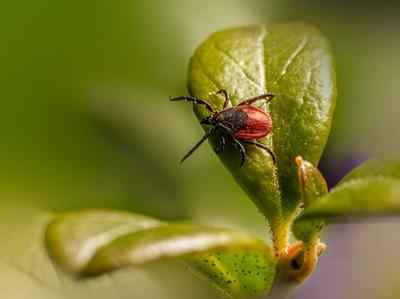 tick on leaf representing how humans mostly acquire Lyme Disease​​​​‌﻿‍﻿​‍​‍‌‍﻿﻿‌﻿​‍‌‍‍‌‌‍‌﻿‌‍‍‌‌‍﻿‍​‍​‍​﻿‍‍​‍​‍‌﻿​﻿‌‍​‌‌‍﻿‍‌‍‍‌‌﻿‌​‌﻿‍‌​‍﻿‍‌‍‍‌‌‍﻿﻿​‍​‍​‍﻿​​‍​‍‌‍‍​‌﻿​‍‌‍‌‌‌‍‌‍​‍​‍​﻿‍‍​‍​‍​‍﻿﻿‌﻿​﻿‌﻿‌​‌﻿‌‌‌‍‌​‌‍‍‌‌‍﻿﻿​‍﻿﻿‌‍‍‌‌‍﻿‍‌﻿‌​‌‍‌‌‌‍﻿‍‌﻿‌​​‍﻿﻿‌‍‌‌‌‍‌​‌‍‍‌‌﻿‌​​‍﻿﻿‌‍﻿‌‌‍﻿﻿‌‍‌​‌‍‌‌​﻿﻿‌‌﻿​​‌﻿​‍‌‍‌‌‌﻿​﻿‌‍‌‌‌‍﻿‍‌﻿‌​‌‍​‌‌﻿‌​‌‍‍‌‌‍﻿﻿‌‍﻿‍​﻿‍﻿‌‍‍‌‌‍‌​​﻿﻿‌‌‍​‌​﻿‌﻿‌‍‌‌‌‍​‍‌‍​﻿​﻿‌‌‌‍‌‌‌‍​‍​‍﻿‌​﻿​‌‌‍​‍​﻿​​​﻿‌﻿​‍﻿‌​﻿‌​‌‍​‌​﻿‌﻿‌‍‌‌​‍﻿‌‌‍​‌​﻿‍‌‌‍​‍​﻿‌‌​‍﻿‌​﻿​​​﻿​‍​﻿​‌‌‍‌‍​﻿​‍​﻿‌​‌‍​‍‌‍‌‌​﻿‍‌​﻿​﻿​﻿‍​​﻿​​​﻿‍﻿‌﻿‌​‌﻿‍‌‌﻿​​‌‍‌‌​﻿﻿‌‌‍‍​‌‍‌‌‌﻿​‍‌‍﻿﻿‌​​‍‌‍﻿​‌‍﻿﻿‌‍​﻿‌‍‍﻿​﻿‍﻿‌﻿​​‌‍​‌‌﻿‌​‌‍‍​​﻿﻿‌‌‍‍‌‌‍﻿‌‌‍​‌‌‍‌﻿‌‍‌‌​‍﻿‍‌‍​‌‌‍﻿​‌﻿‌​​﻿﻿﻿‌‍​‍‌‍​‌‌﻿​﻿‌‍‌‌‌‌‌‌‌﻿​‍‌‍﻿​​﻿﻿‌​‍‌‌​﻿​‍‌​‌‍‌﻿​﻿‌﻿‌​‌﻿‌‌‌‍‌​‌‍‍‌‌‍﻿﻿​‍‌‍‌‍‍‌‌‍‌​​﻿﻿‌‌‍​‌​﻿‌﻿‌‍‌‌‌‍​‍‌‍​﻿​﻿‌‌‌‍‌‌‌‍​‍​‍﻿‌​﻿​‌‌‍​‍​﻿​​​﻿‌﻿​‍﻿‌​﻿‌​‌‍​‌​﻿‌﻿‌‍‌‌​‍﻿‌‌‍​‌​﻿‍‌‌‍​‍​﻿‌‌​‍﻿‌​﻿​​​﻿​‍​﻿​‌‌‍‌‍​﻿​‍​﻿‌​‌‍​‍‌‍‌‌​﻿‍‌​﻿​﻿​﻿‍​​﻿​​​‍‌‍‌﻿‌​‌﻿‍‌‌﻿​​‌‍‌‌​﻿﻿‌‌‍‍​‌‍‌‌‌﻿​‍‌‍﻿﻿‌​​‍‌‍﻿​‌‍﻿﻿‌‍​﻿‌‍‍﻿​‍‌‍‌﻿​​‌‍​‌‌﻿‌​‌‍‍​​﻿﻿‌‌‍‍‌‌‍﻿‌‌‍​‌‌‍‌﻿‌‍‌‌​‍﻿‍‌‍​‌‌‍﻿​‌﻿‌​​‍‌‍‌﻿​​‌‍‌‌‌﻿​‍‌﻿​﻿‌﻿​​‌‍‌‌‌‍​﻿‌﻿‌​‌‍‍‌‌﻿‌‍‌‍‌‌​﻿﻿‌‌﻿​​‌﻿‌‌‌‍​‍‌‍﻿​‌‍‍‌‌﻿​﻿‌‍‍​‌‍‌‌‌‍‌​​‍​‍‌﻿﻿‌
