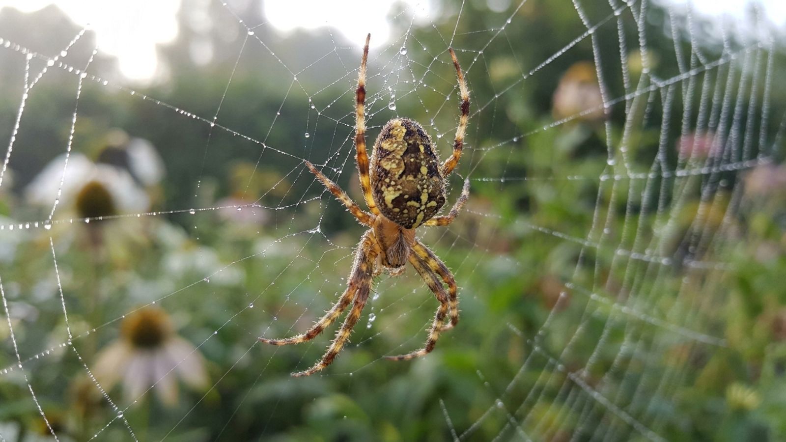 Garden spider on a dewy web