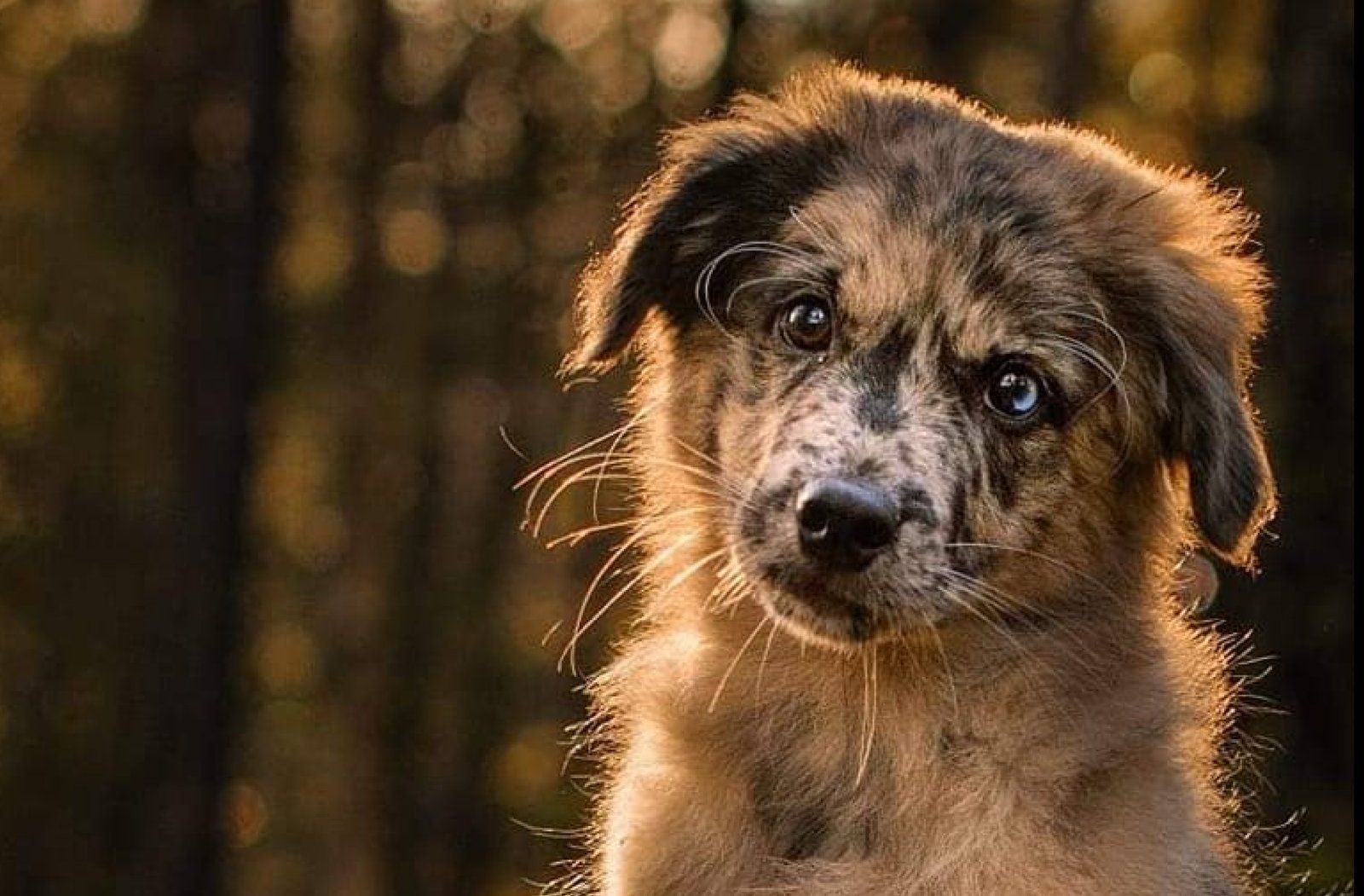 Kennel Petit Norvegién