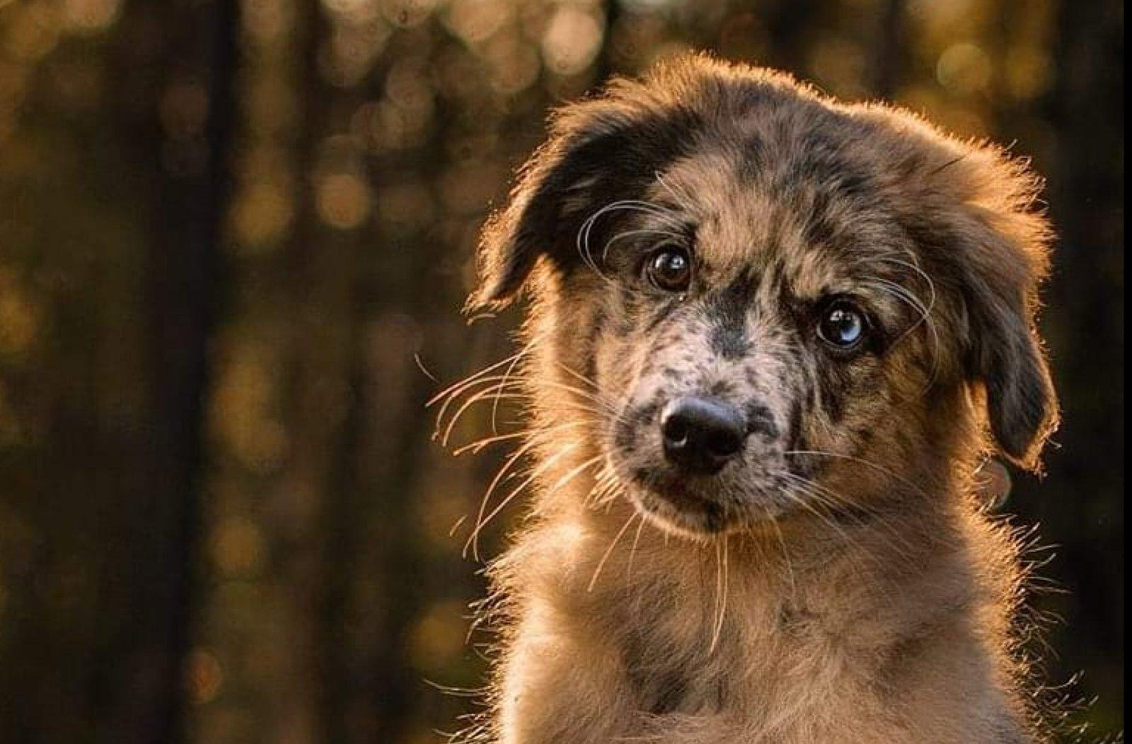 Pyreneisk hyrdehund med korthåret hoved fra Kennel Petit Norvegién
