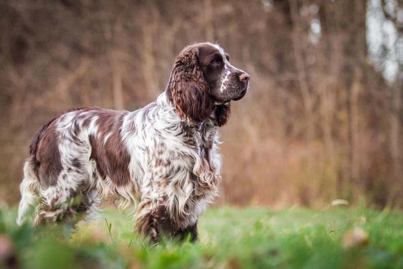 Engelsk Springer Spaniel valper til salgs — aktiv jakthund og familiefavoritt