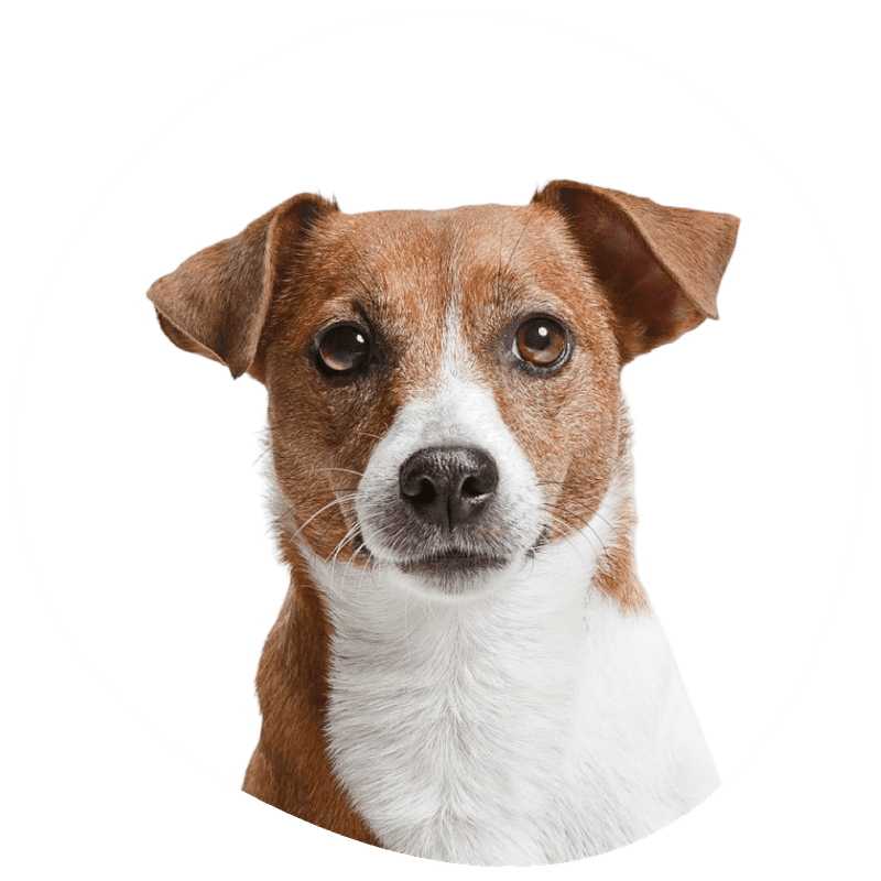 Jack russell terrier valper til salgs – alt du bør vite før du kjøper