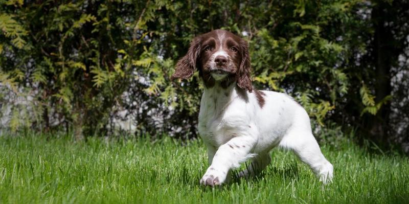 Porsmark Kennel — Working Springer Spaniel med 25 års erfaring