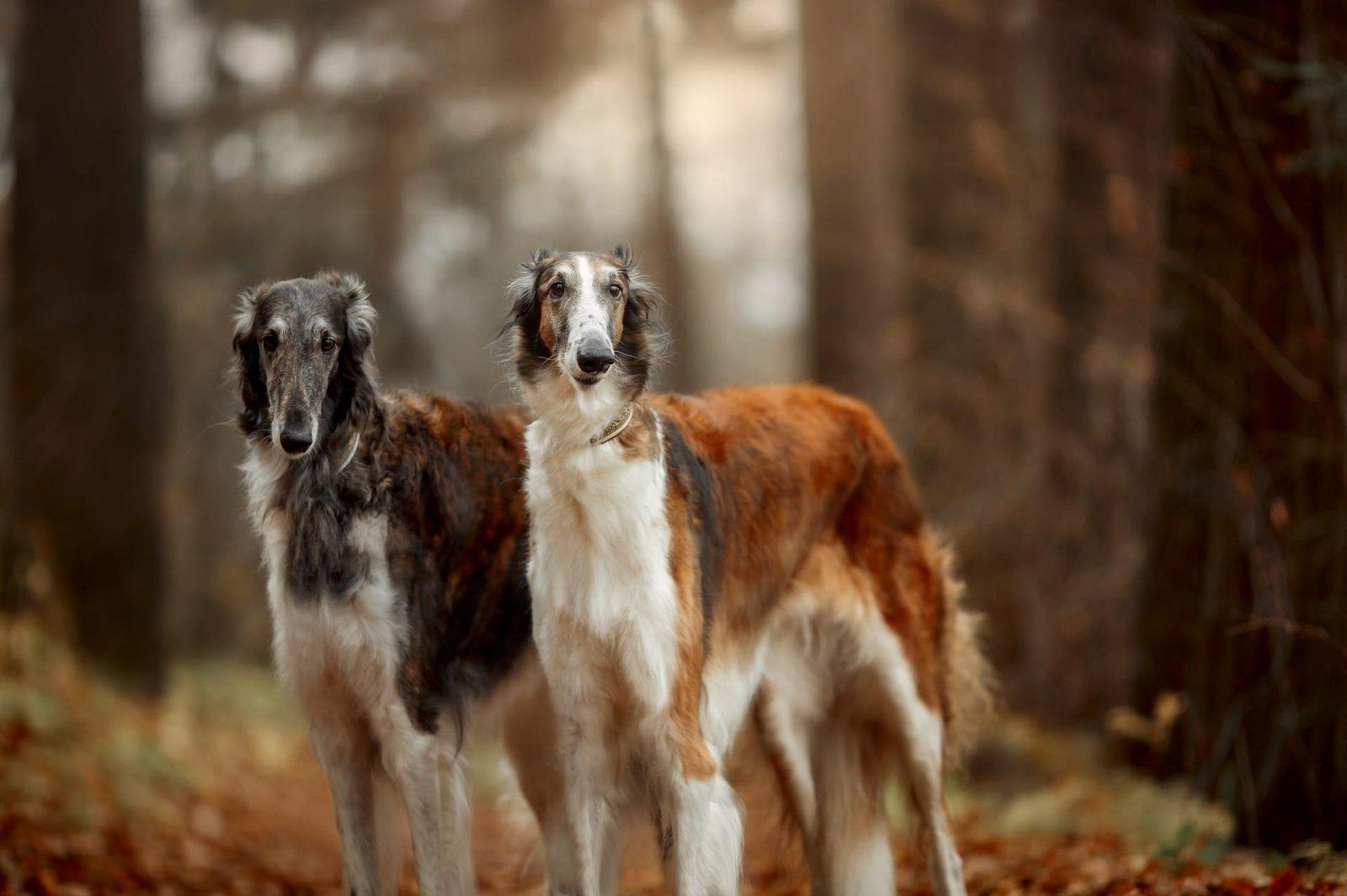 Borzoi i naturlige omgivelser – Pond bygger en trygg markedsplads for hvalpekøb