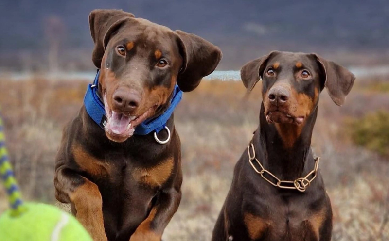 Dobermann valper til salgs: vennlig brukshund som trives i familien