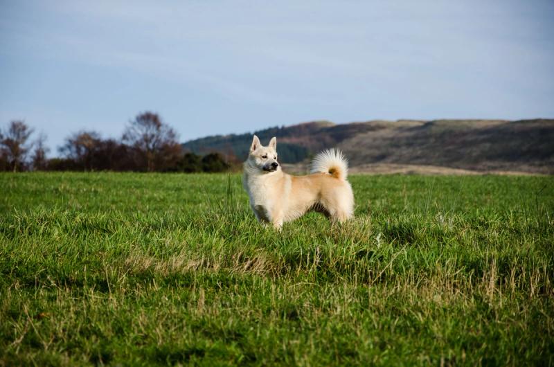 Norsk Buhund valper til salgs — Norges egen allsidige familiehund
