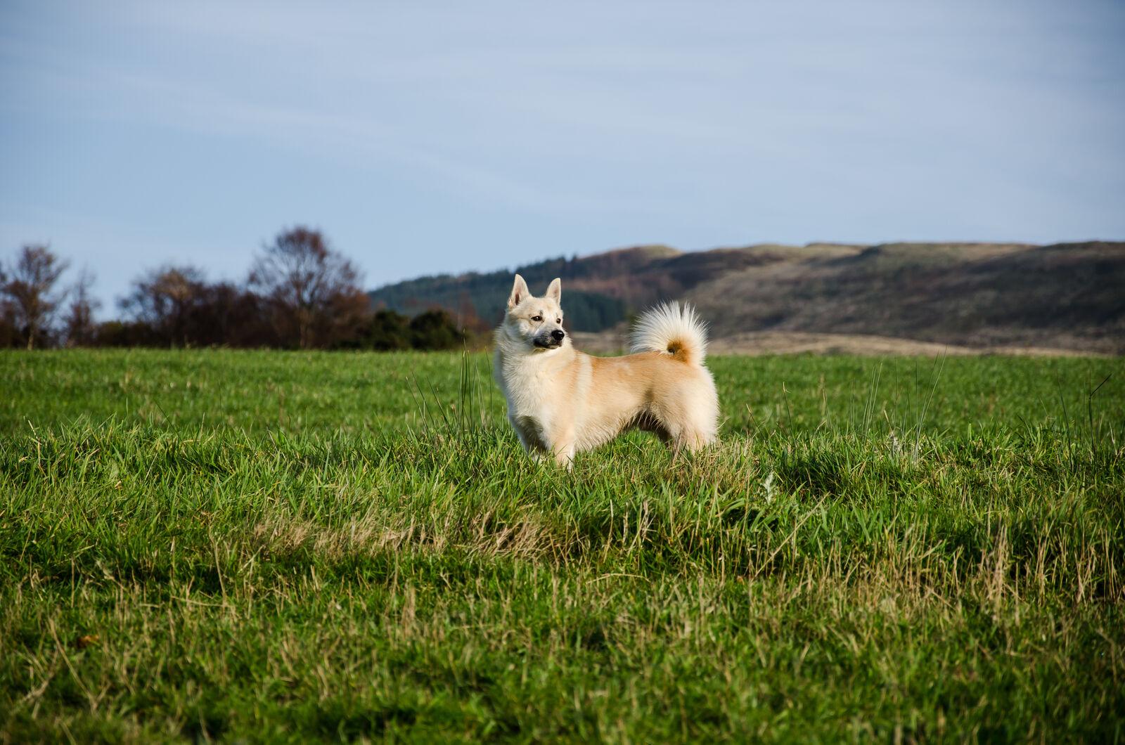 Norsk buhund med gyllene päls och alert blick — Norges egen mångsidiga familjehund