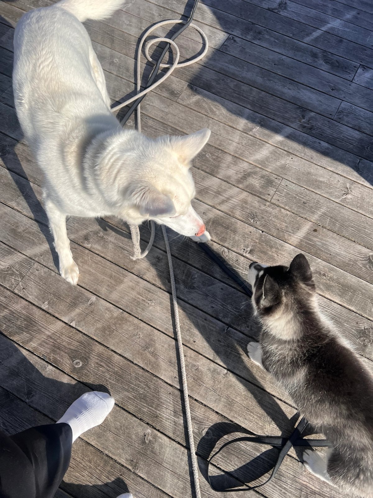 Akea står på verandaen og ser ned mot Boo som sitter foran henne i sola.