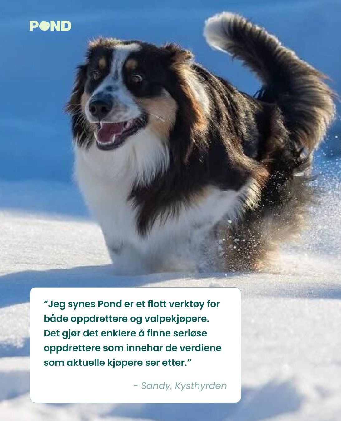 Kennel Kysthyrden - Oppdrett av Australian Shepherd og Shetland Sheepdog