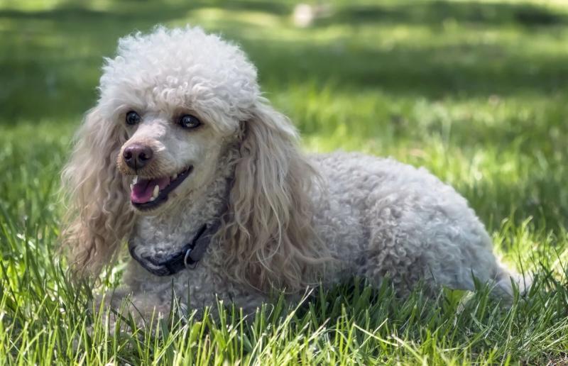 Dvergpuddel valper til salgs — intelligent, allergivennlig og leken familiehund
